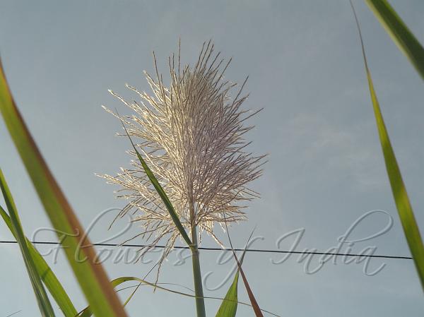 sugarcane plant flower