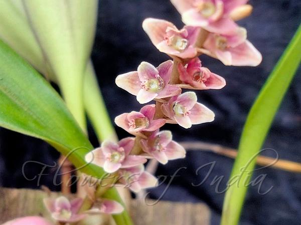 Sunipia Bulb-Leaf Orchid