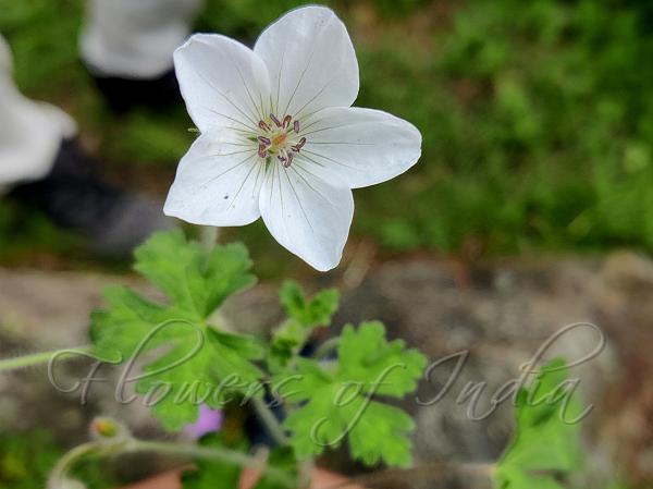 Swat Geranium