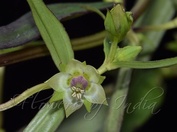 Swollen-Stamen Green Swertia