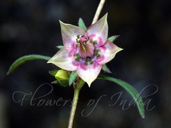 Swollen-Stamen Pink Swertia