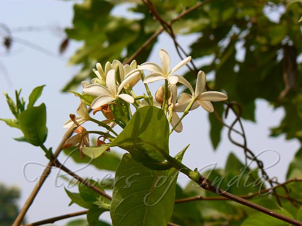 Tellicherry Tree