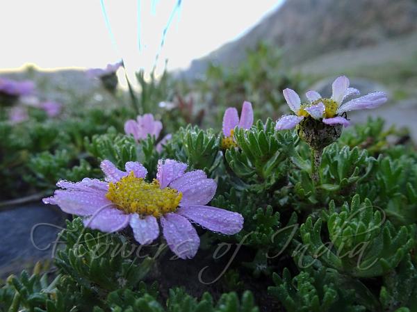 Three-Finger Ground Daisy