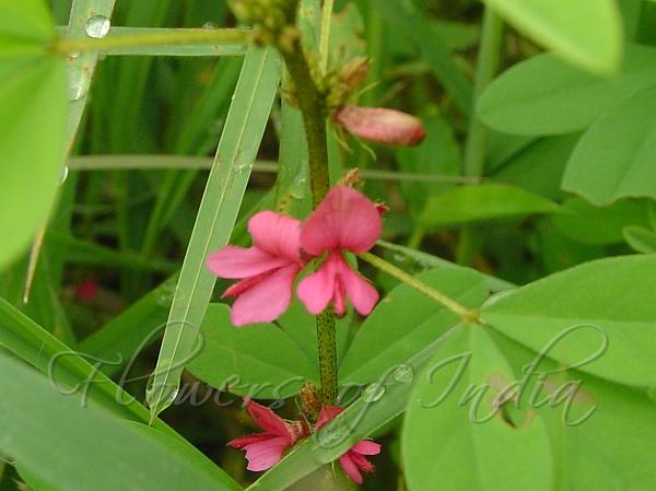 Three-Leaf Indigo