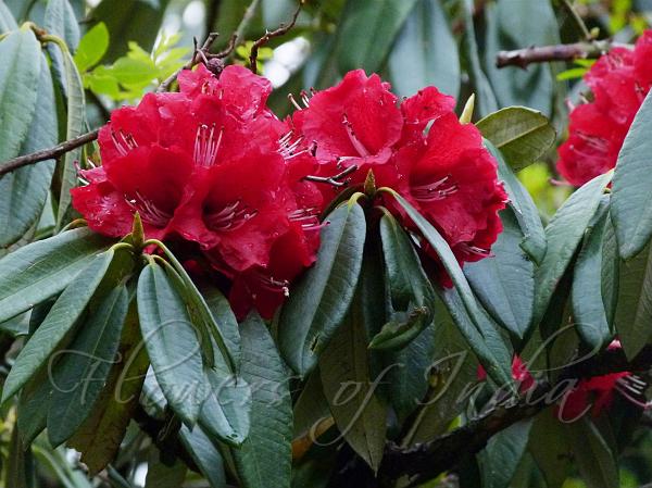 Rhododendron arboretum Sm _ Buraans (बुरांस)Braah, Buras, Bras or Barah ke  phool. – Himalayan Wild Food Plants