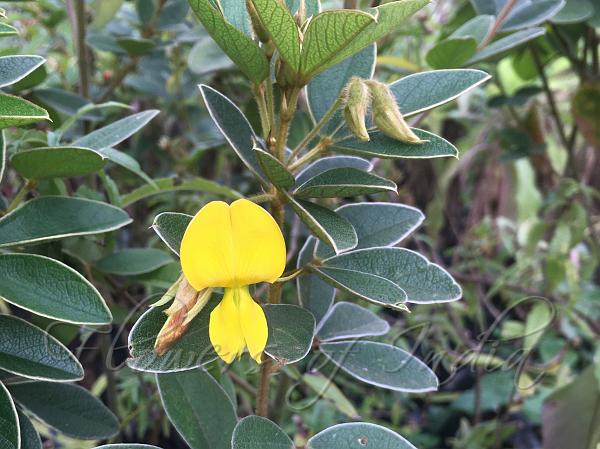 Tri-Nerved Pigeonpea