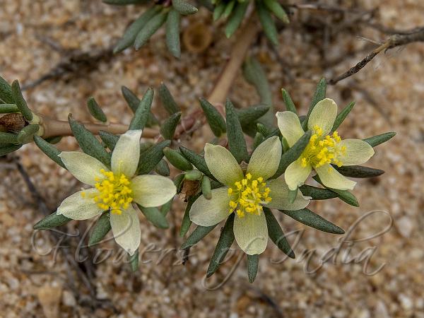 Tuberous Purslane