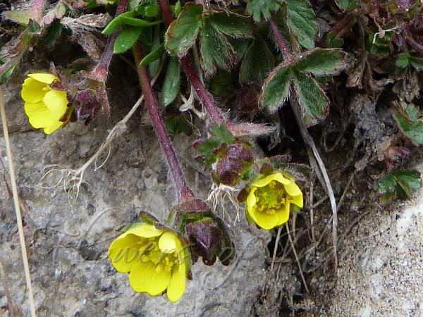 Turkistan Cinquefoil