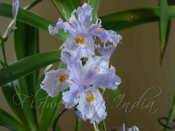 Ukhrul Bamboo Iris