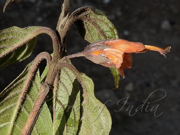 Velvety Flame-Acanthus