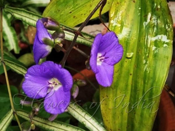 Weeping Blue Ginger