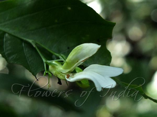 White Flame-Acanthus