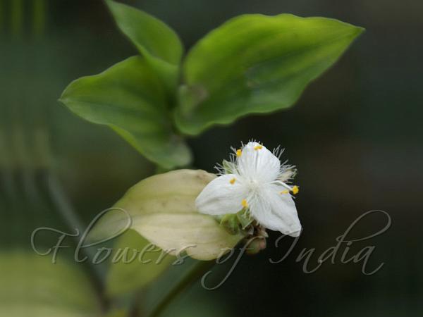 White Spiderwort