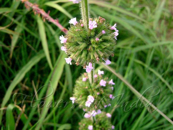 Wild Basil