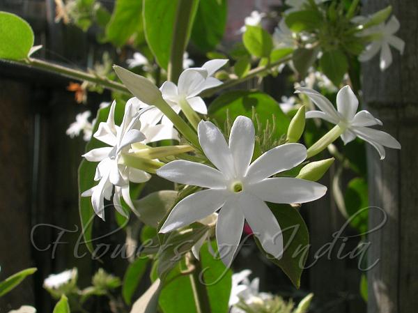 Wild Star Jasmine