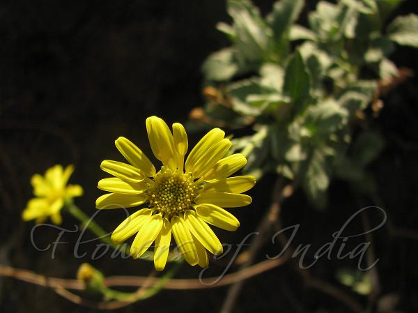 Winter Golden Daisy