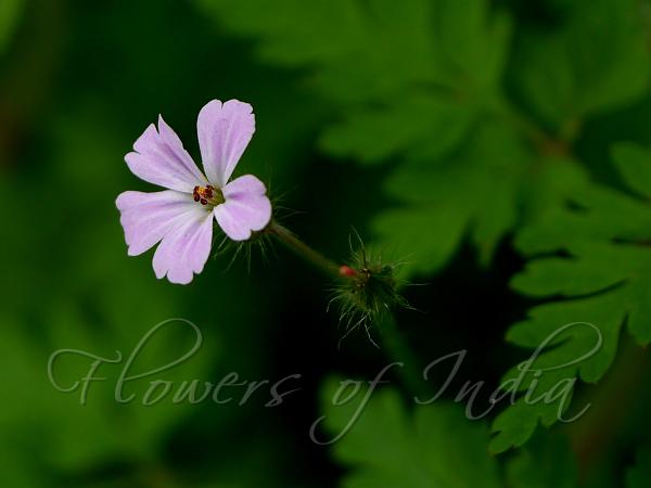 Woolly Geranium