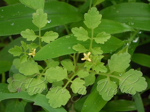 Yellow Bitter Cress