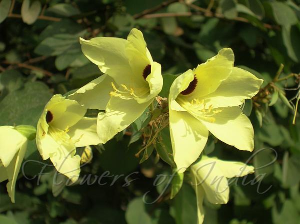 Yellow Orchid Tree
