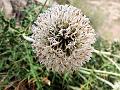 Alpine Globe Thistle