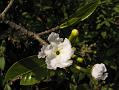 Alternate-Leaved Crape Jasmine