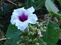 Bellflower Morning Glory