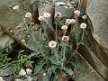 Bitter Fleabane