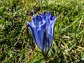 Blue-Funnel Gentian