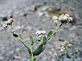 Bluntleaf Pepperweed