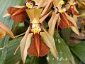 Brown Coelogyne