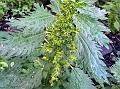 Burning Nettle