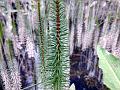 Common Mare's Tail