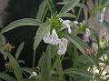 Common Slitwort