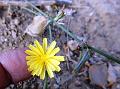 Creeping Wild Lettuce