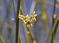 Cutch Broom Shrub