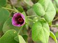 Desert Mallow