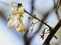 East-Himalayan Snowbell Tree