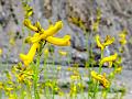 Fanleaf Corydalis