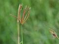 Feather Finger Grass