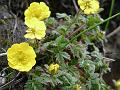 Hairy Featherleaf Cinquefoil