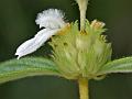 Hairy Slitwort
