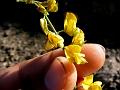 Hill Rattlewort