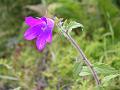 Himalayan Bellflower