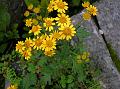 Himalayan Golden Daisy