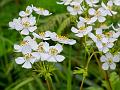 Himalayan Snow Anemone