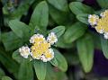 Himalayan Strawflower