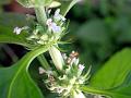 Horehound Slitwort
