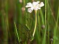 Indian Rice Vampireweed
