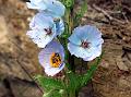 Kashmir Blue Poppy