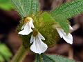 Kerala Slitwort